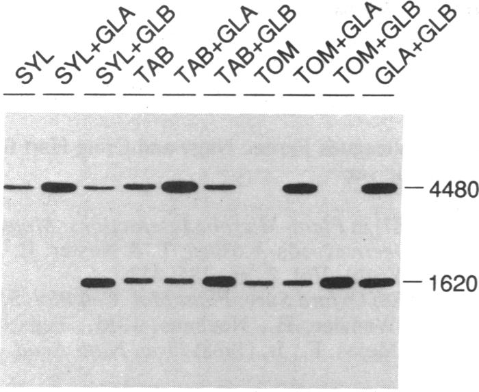 graphic file with name pnas01055-0240-a.jpg