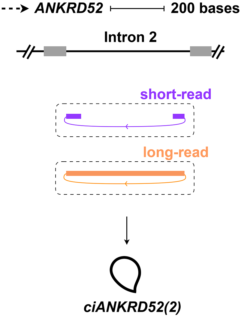 Naming of a ciRNA produced from an intron lariat.