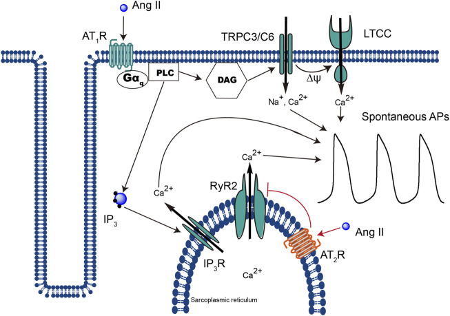 FIGURE 7