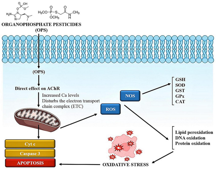 FIGURE 2