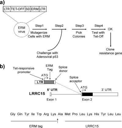 FIG. 1.