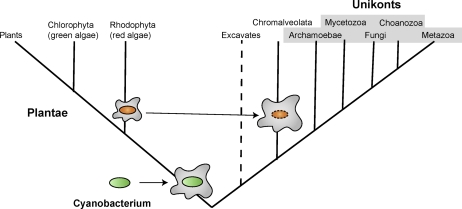 FIG. 4.—