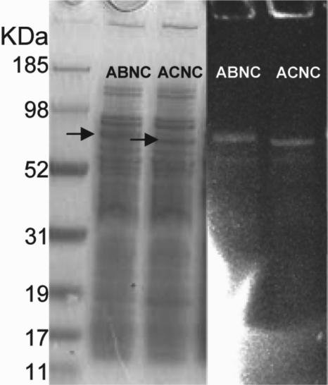 FIG. 4.