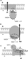 FIG. 8.