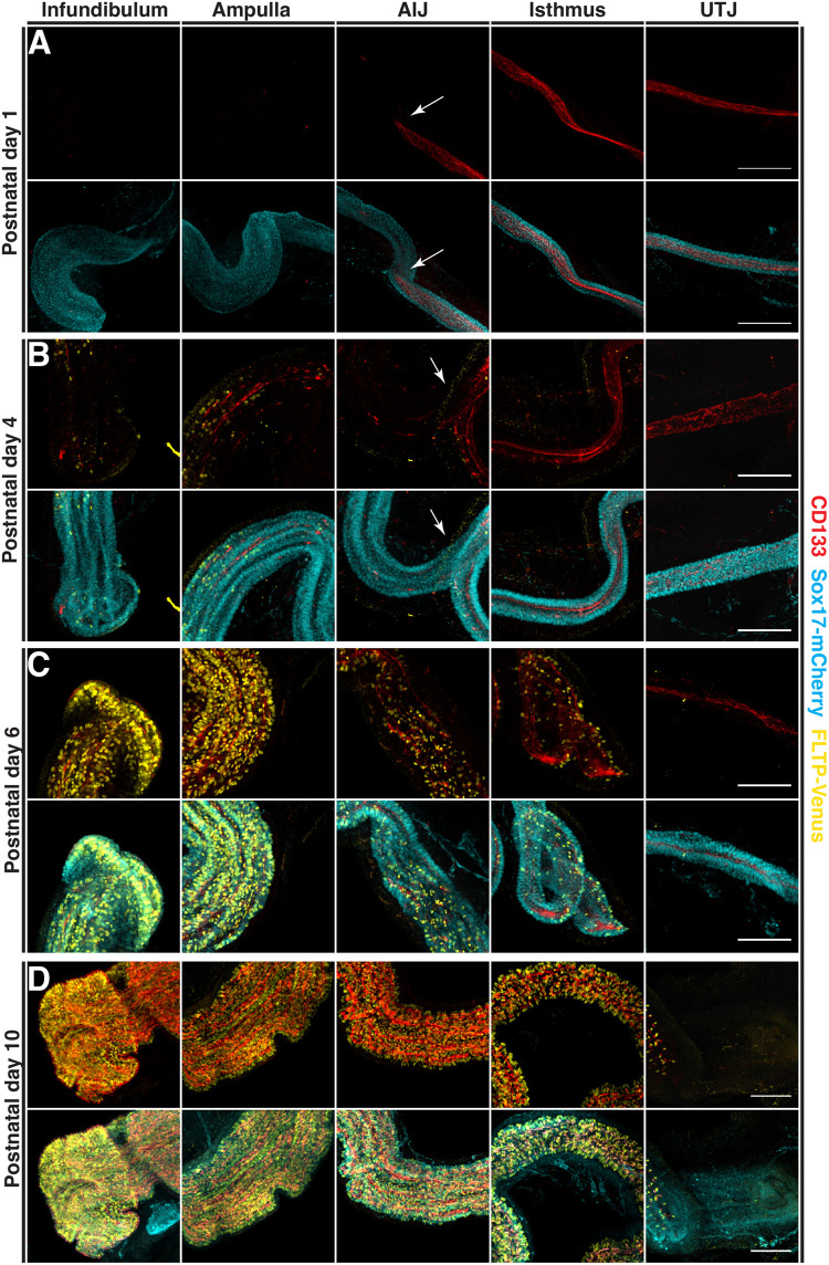 Fig. 3.