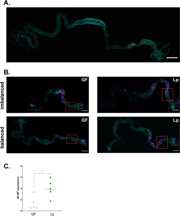 Figure 4—figure supplement 1.