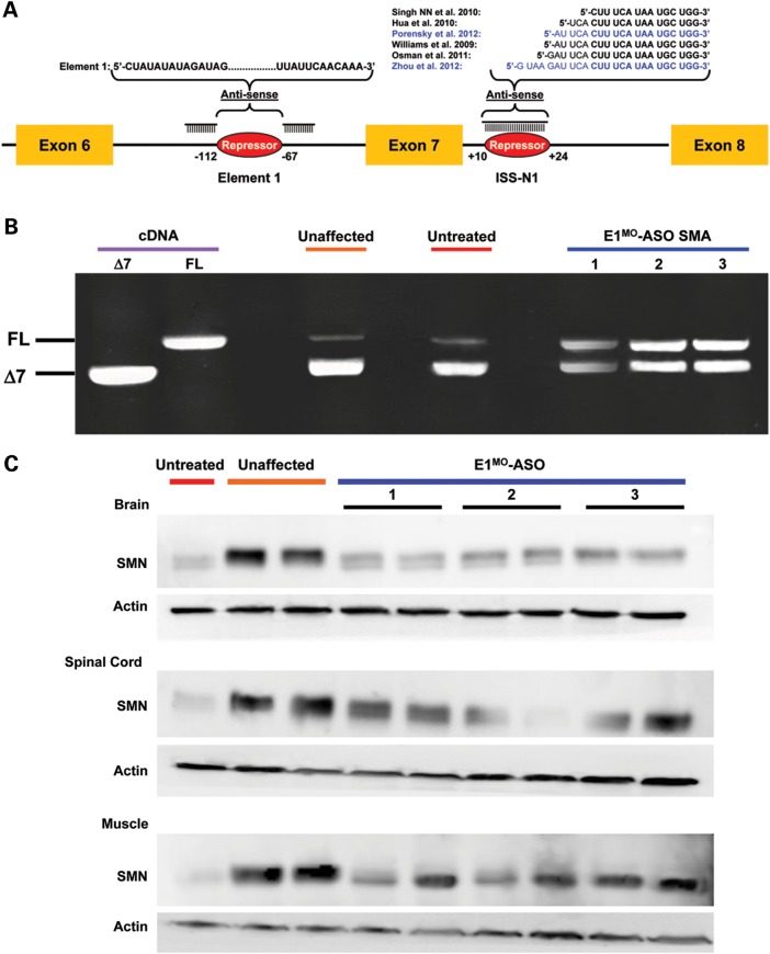 Figure 1.