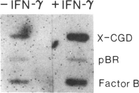 graphic file with name pnas00293-0280-a.jpg