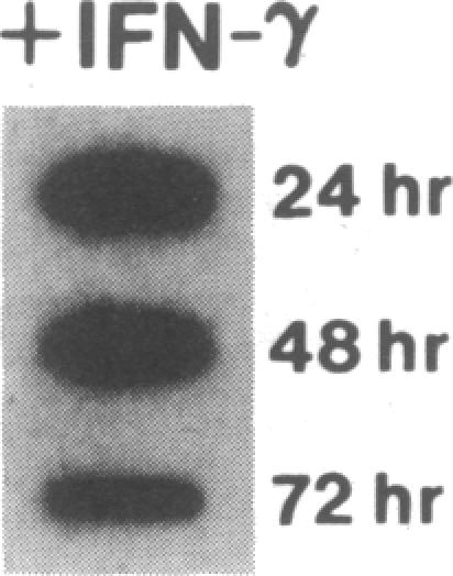 graphic file with name pnas00293-0279-e.jpg