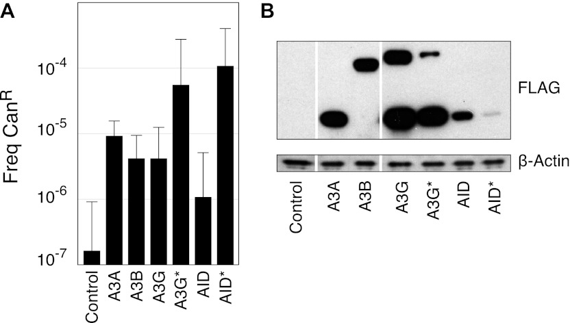 Figure 1—figure supplement 1.