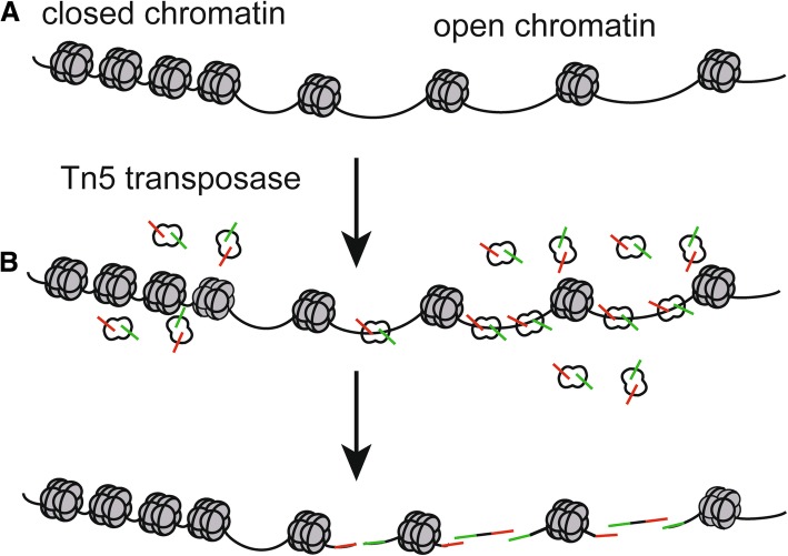 Detect accessible chromatin using ATAC-sequencing, from principle to ...