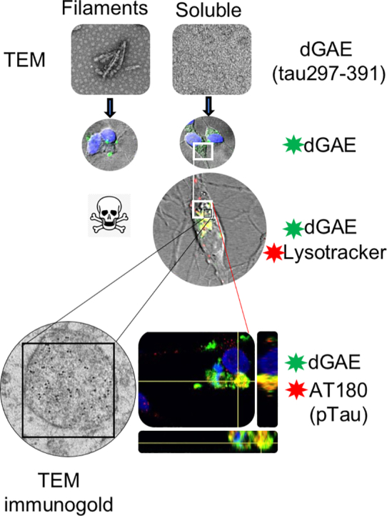 Unlabelled Image