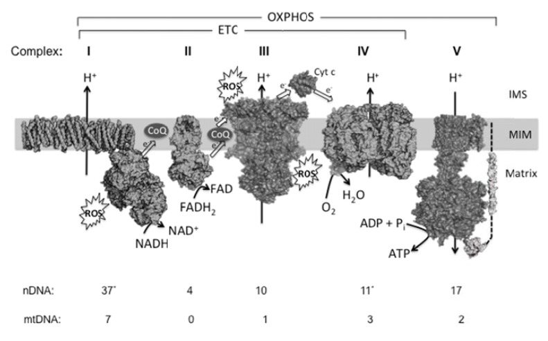 Fig. (2)