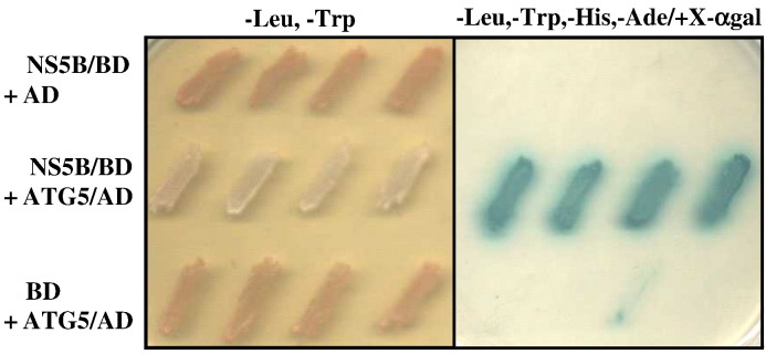 Fig. 1