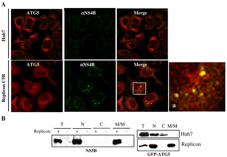 Fig. 4