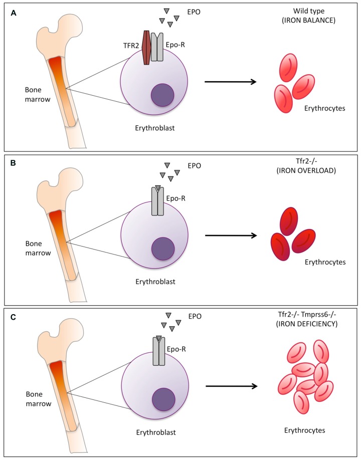 FIGURE 1