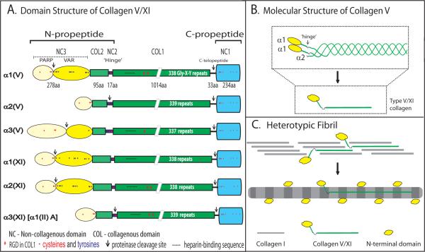 Structure of collagens V and XI