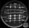 FIG 6