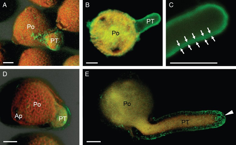 Fig. 7.