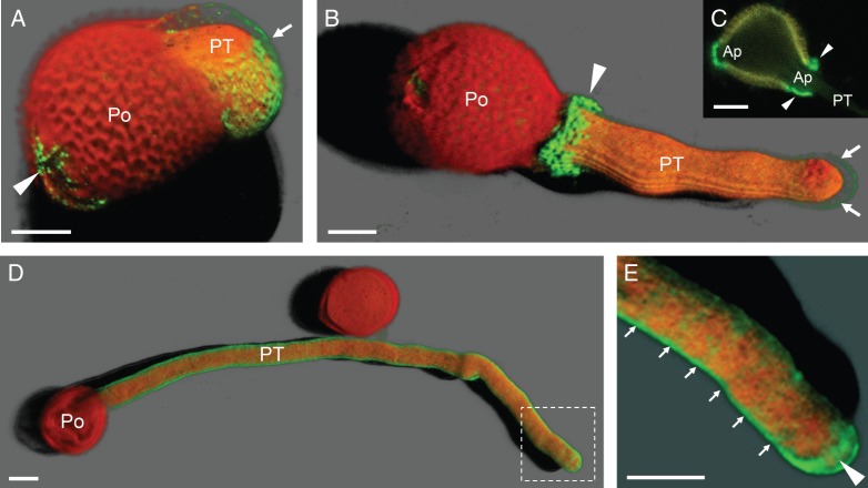 Fig. 2.