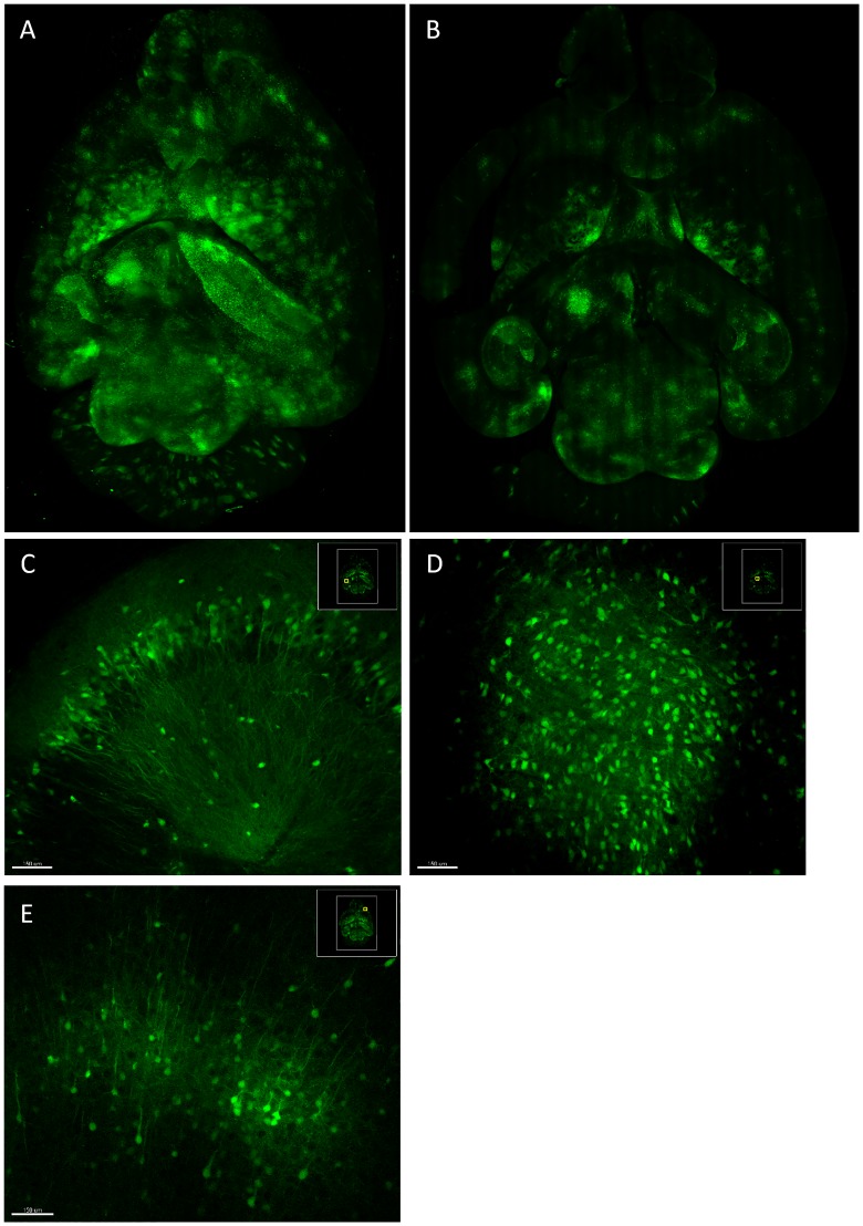 Fig 4