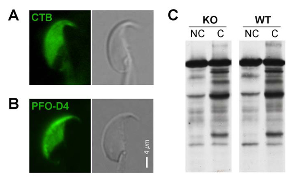 Fig. 9