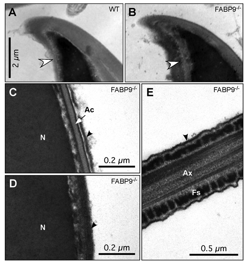 Fig. 8