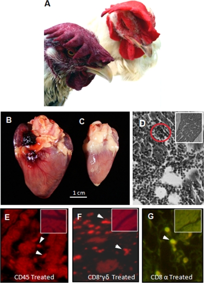 Fig. 15.