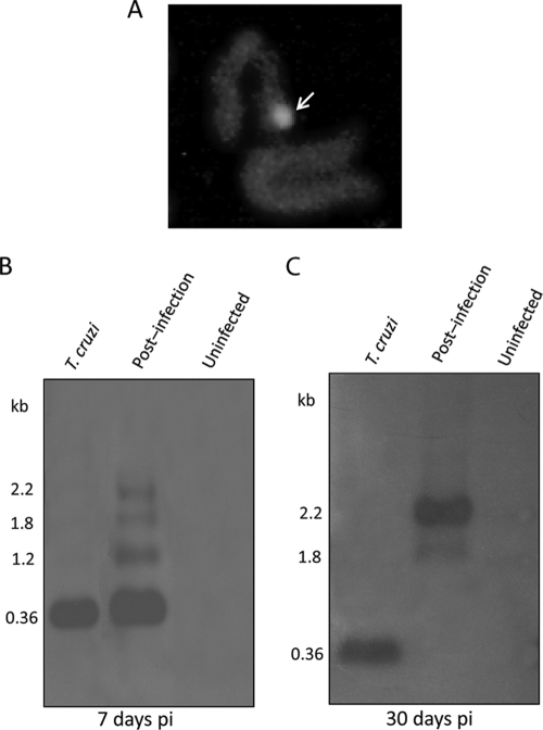 Fig. 8.