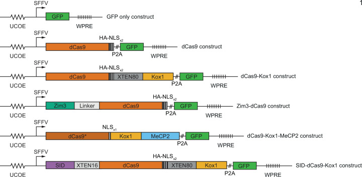 Figure 2—figure supplement 1.