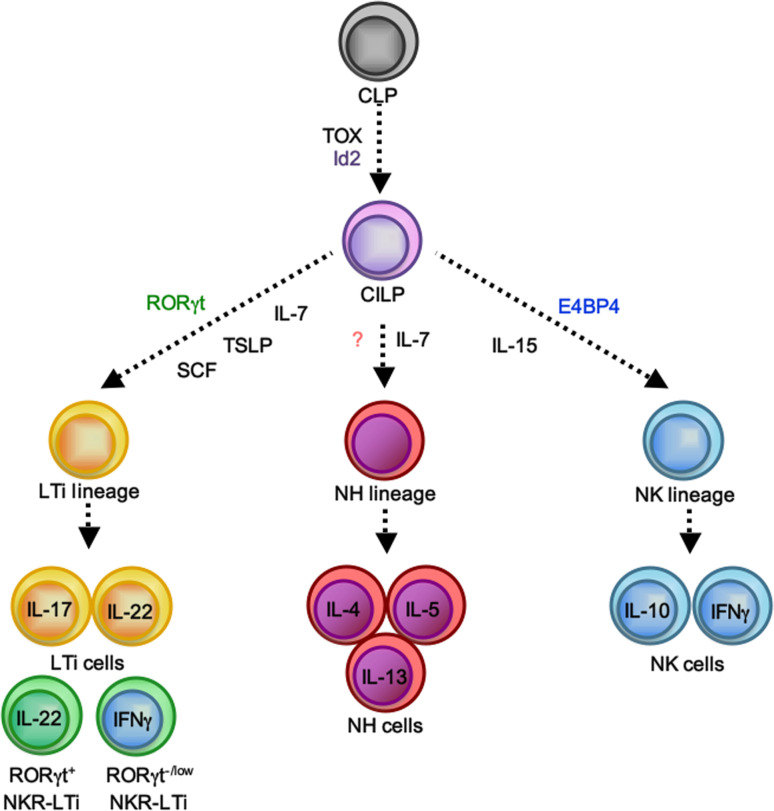 Fig. 1