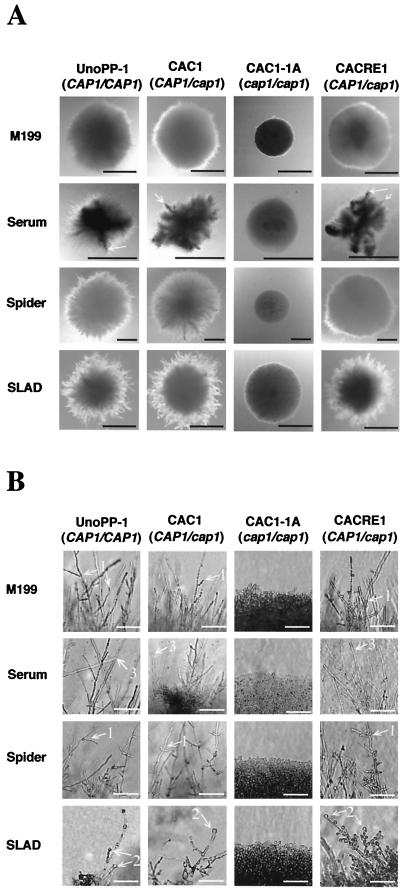 FIG. 5