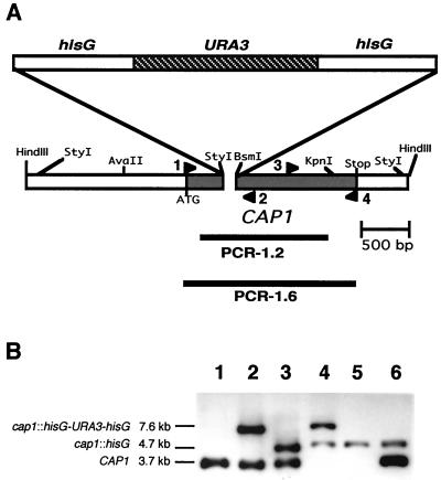 FIG. 1