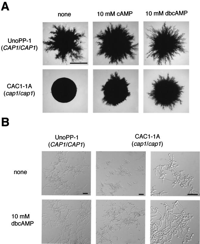 FIG. 7