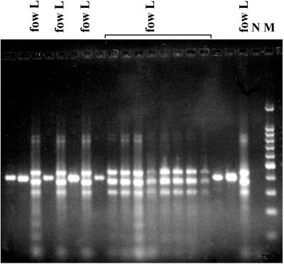 FIG. 2.