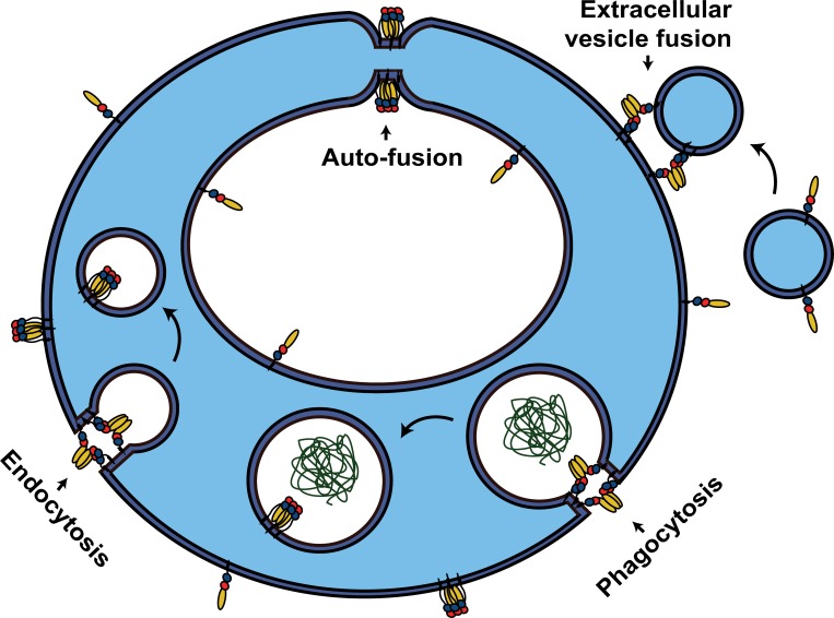 Figure 2.