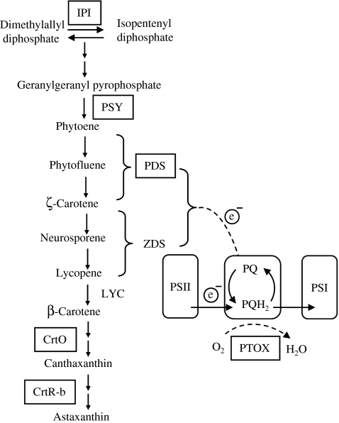 Fig. 1