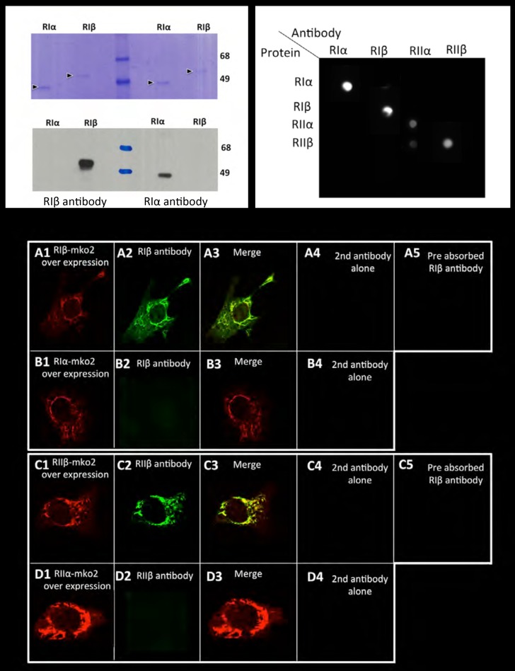 Figure 1—figure supplement 1.