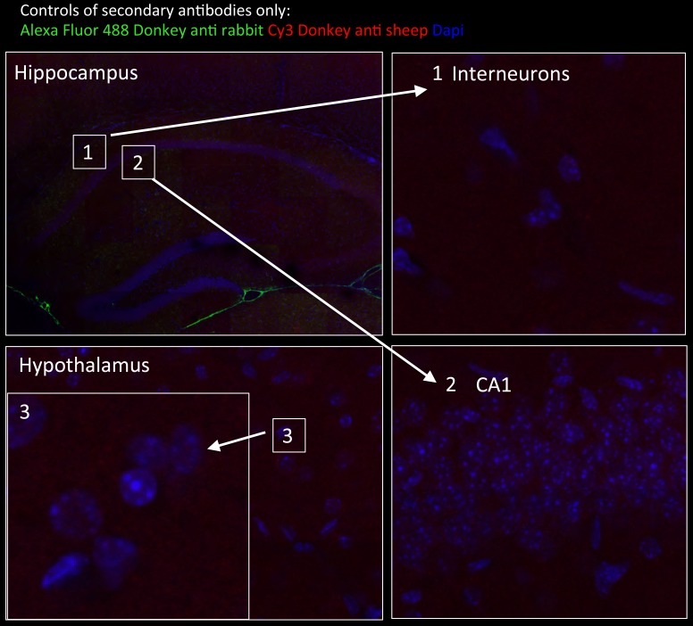 Figure 6—figure supplement 1.