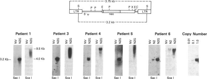 graphic file with name pnas01026-0494-a.jpg