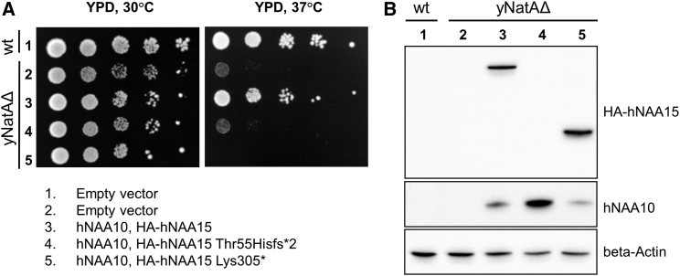 Figure 4