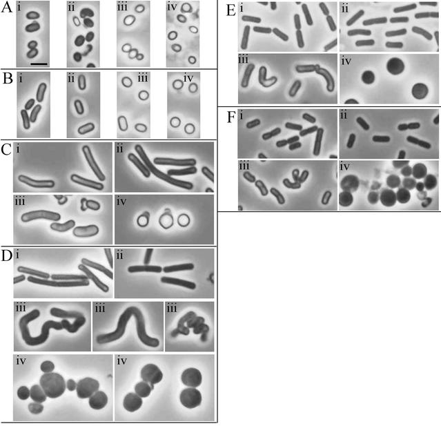 FIG. 7.