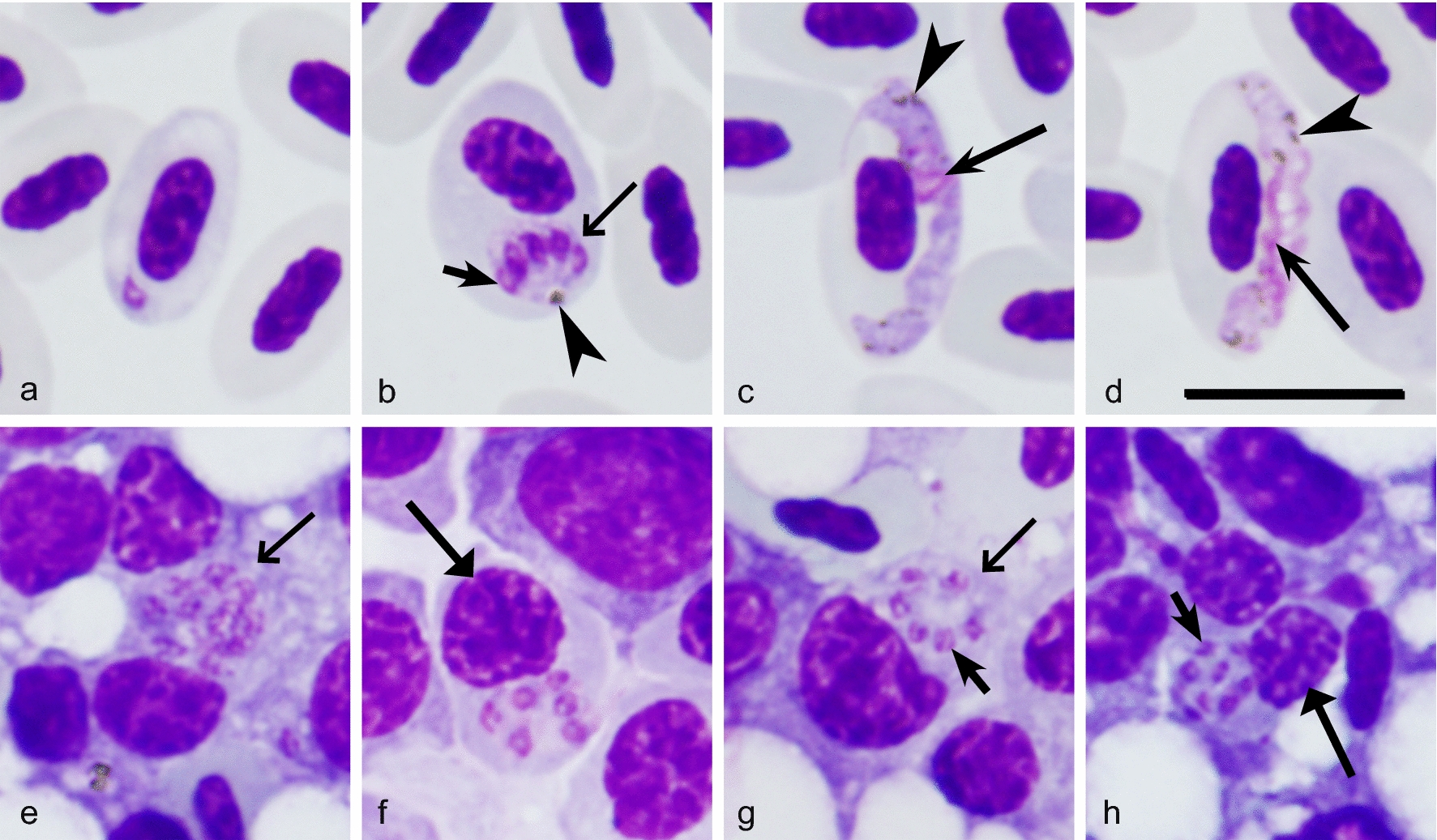 Fig. 2