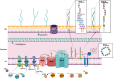 Schematic representation of ECA Biogenesis in E. coli.
