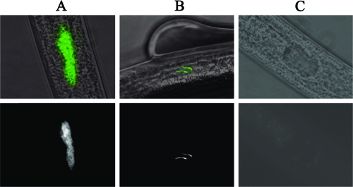 FIG. 1.