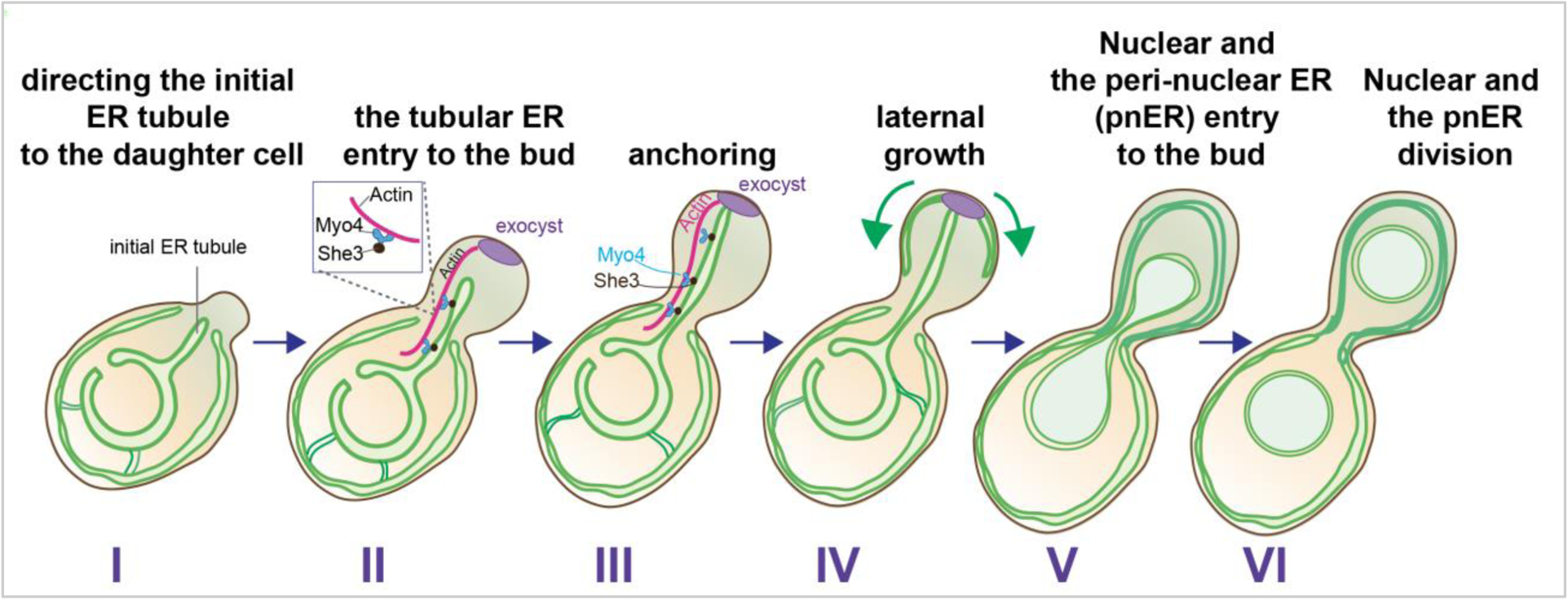 Figure 2: