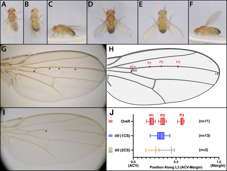 
Figure 1.

Characterization of the
tilt
phenotype

