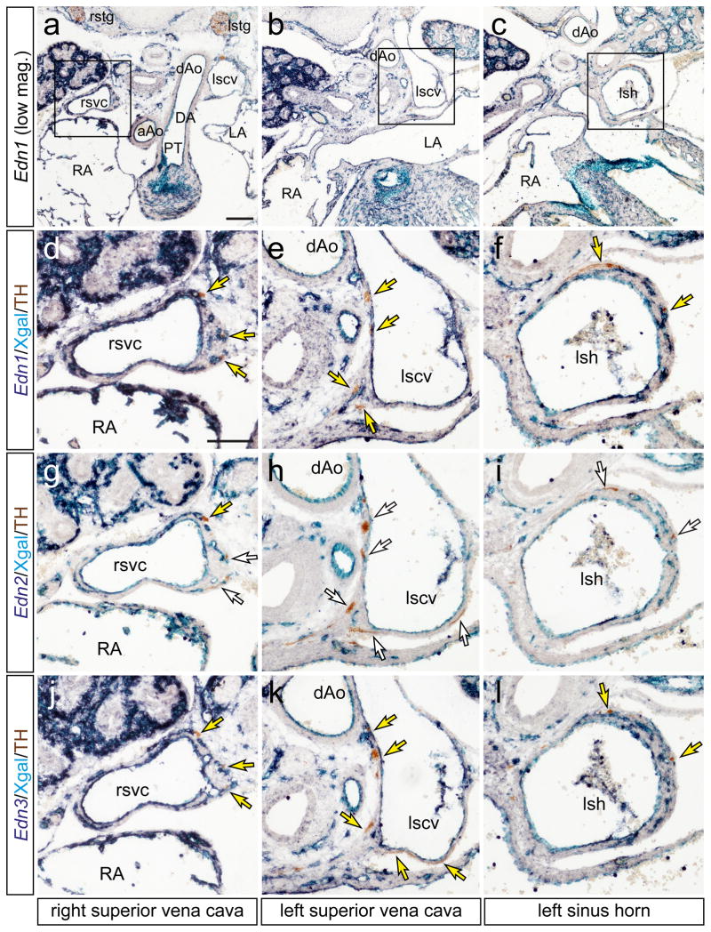 Venous endothelin guides sympathetic innervation of the developing ...