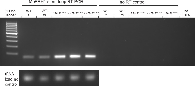 Figure 3—figure supplement 1.