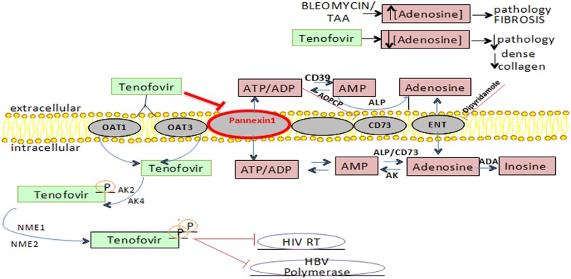 Fig 6